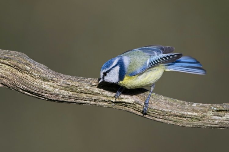 Blue tit