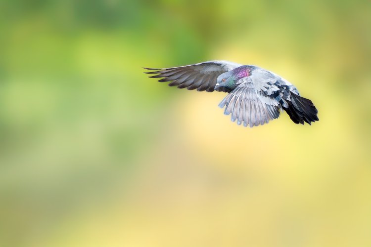 Rock Pigeon