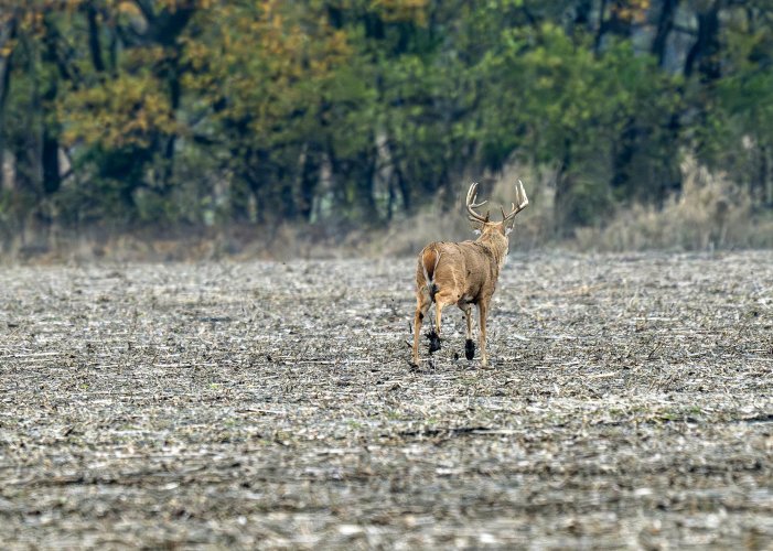 Buck on the run