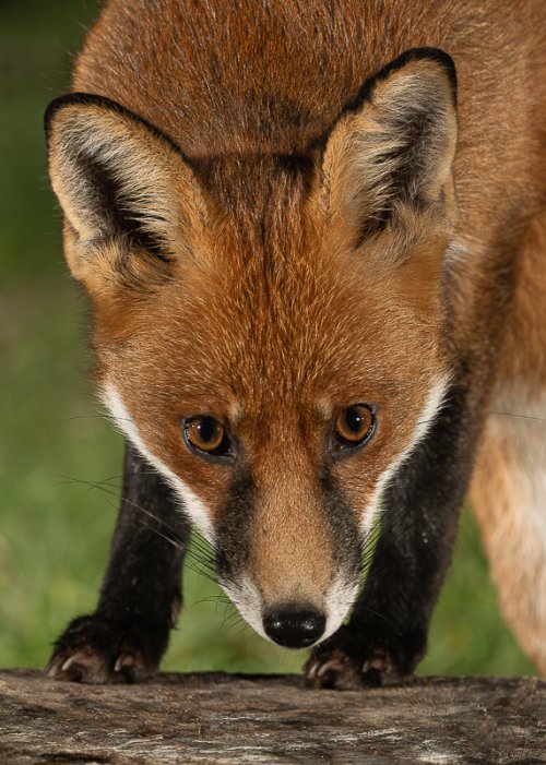 Red Fox Headshot - UK