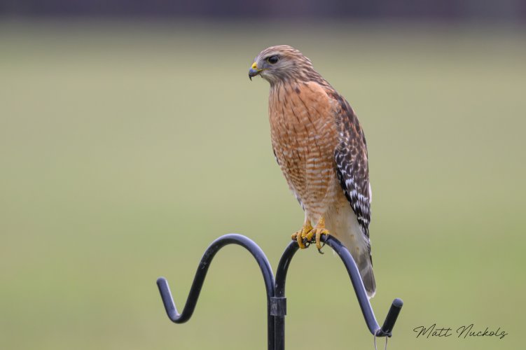 Red-shouldered Hawk in my backyard