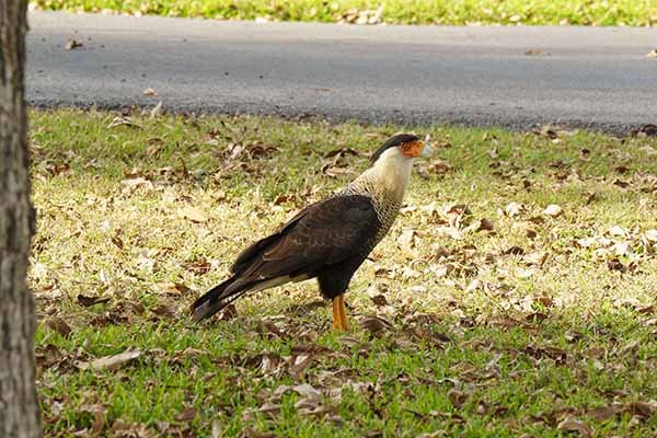 Visitor to neighbors yard