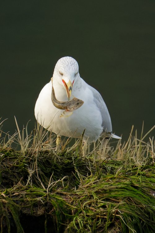 DSC_6418Ring Billed Gull.jpg