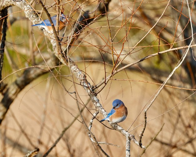 Eastern Bluebirds