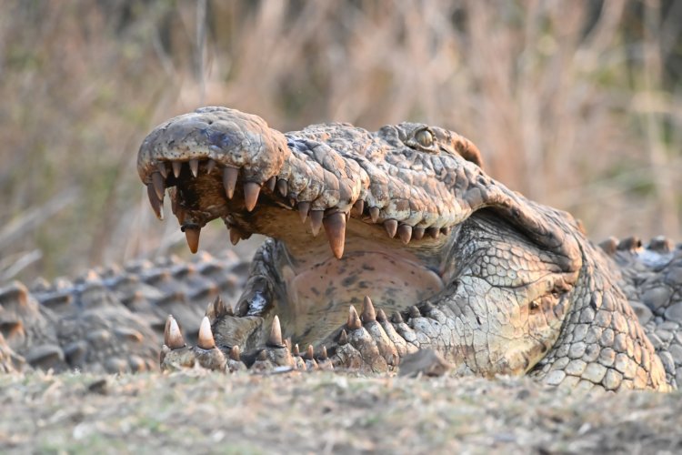 Talking about dental work - Sunset Dam - Lower Sabie