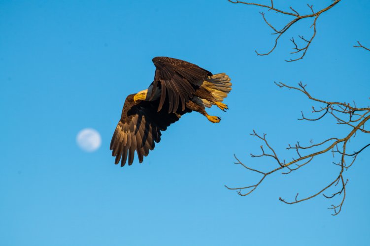 Bald Eagle and the Moon