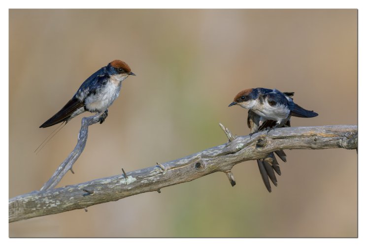 Wire-tailed Swallows in early morning light.