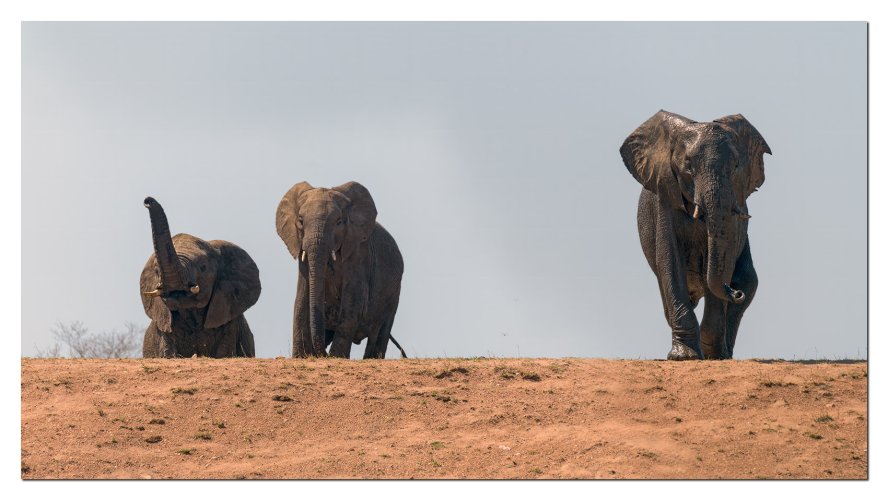 Elephants in a hurry to get to the water