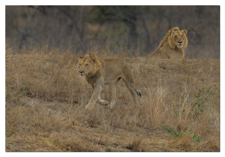 Brother on a mission  upsets resting  brother - lion males