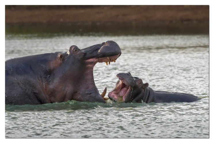 Hippo kisses