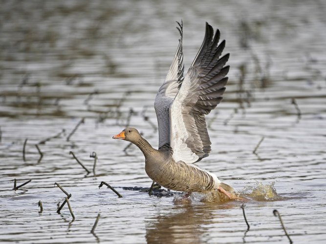 Grey legged goose take-off