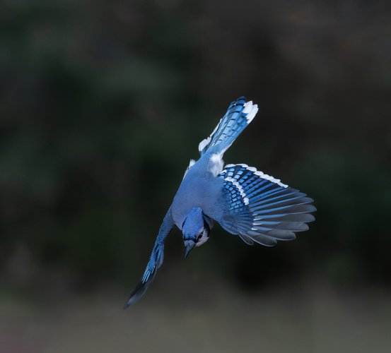 Haven't been getting out much lately.....things to do around the house and getting ready for a concert. Thankfully I have my backyard Blue Jays around