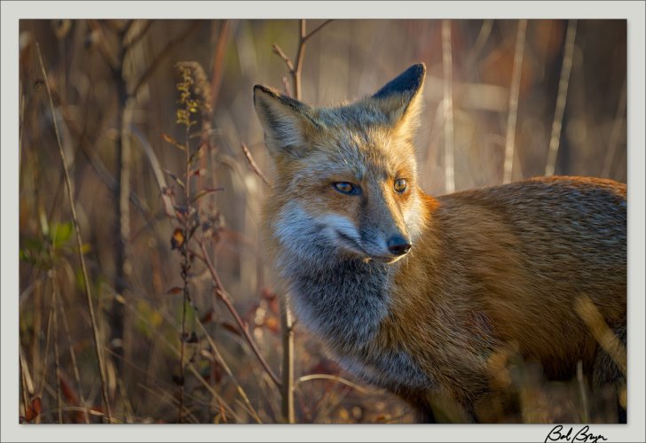 People feeding foxes at Bombay Hook