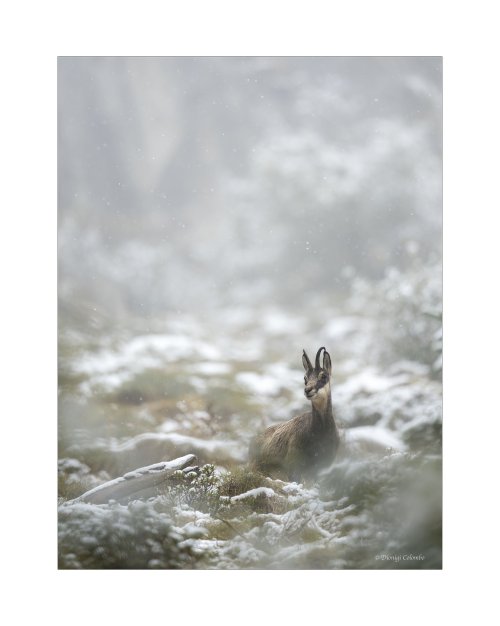 Chamois in the first snow