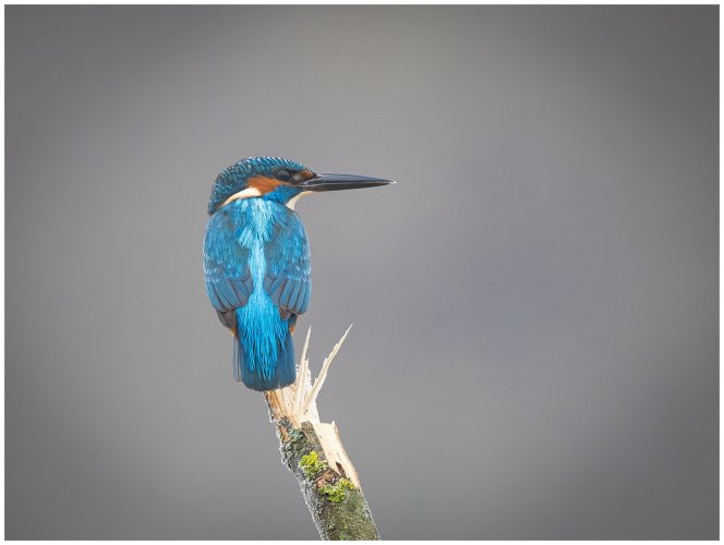 Common kingfisher vs the Ameristep Doghouse