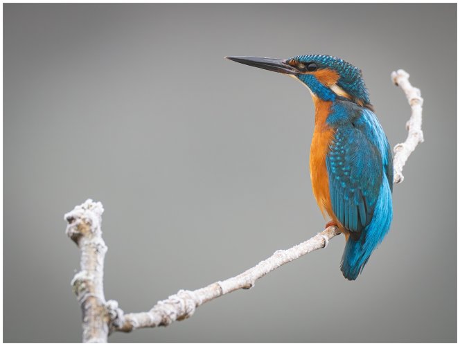 Common kingfisher vs the Ameristep Doghouse