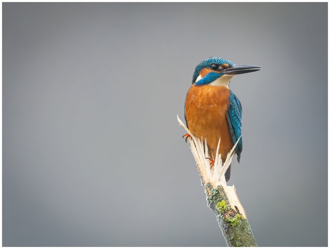 Common kingfisher vs the Ameristep Doghouse