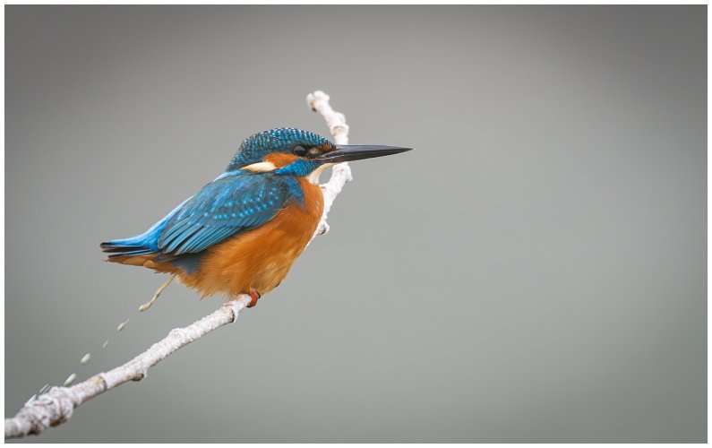 Common kingfisher vs the Ameristep Doghouse