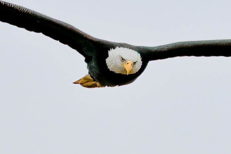 Bald eagle