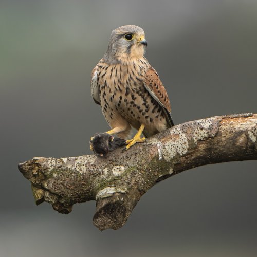 Majestic looking Male kestrel !