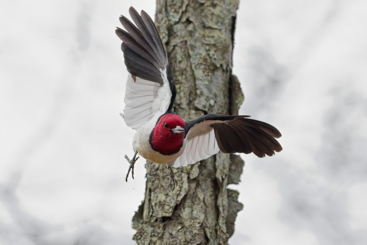 Red Head (WP) flying though the forest