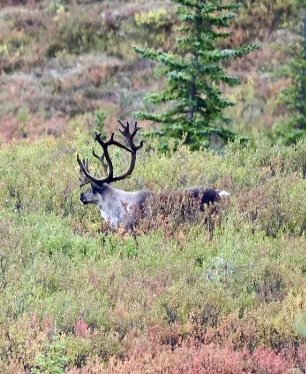 Caribou in Denali NP.  Alaska