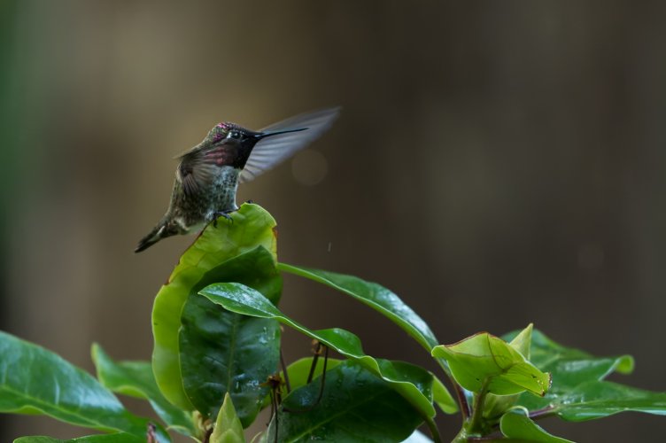 Male Anna’s hummingbird