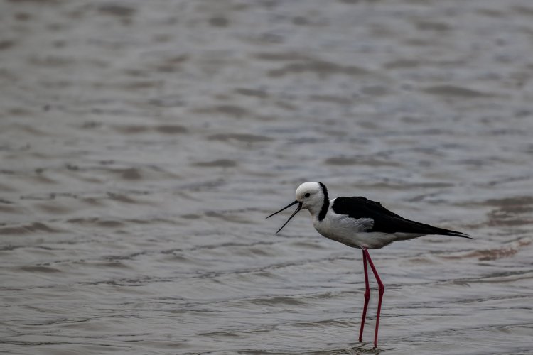 Pied Stilts and Great Cormoront