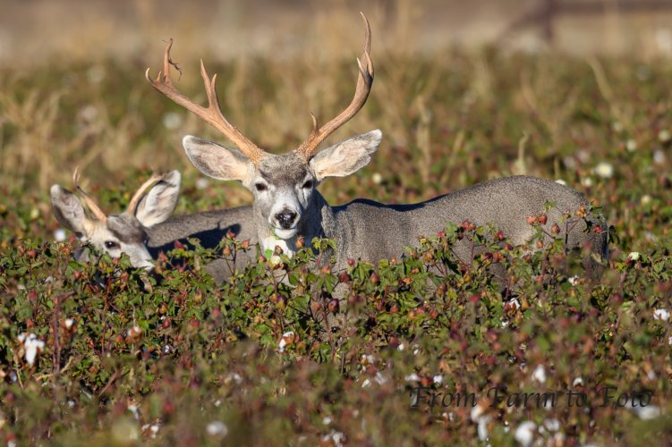 Bucks enjoying my cotton.