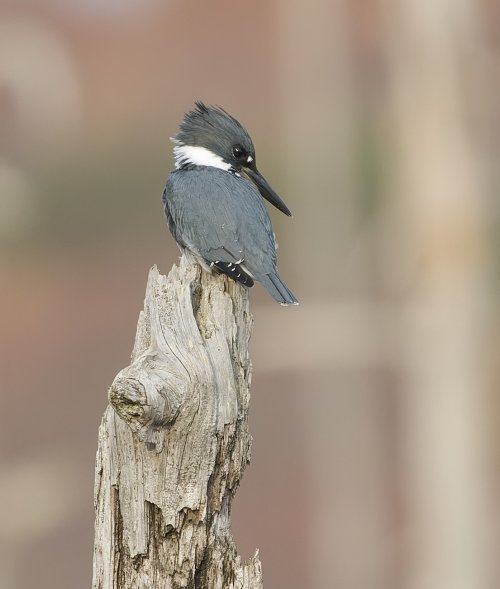 Are you Looking at Me! - Belted Kingfisher