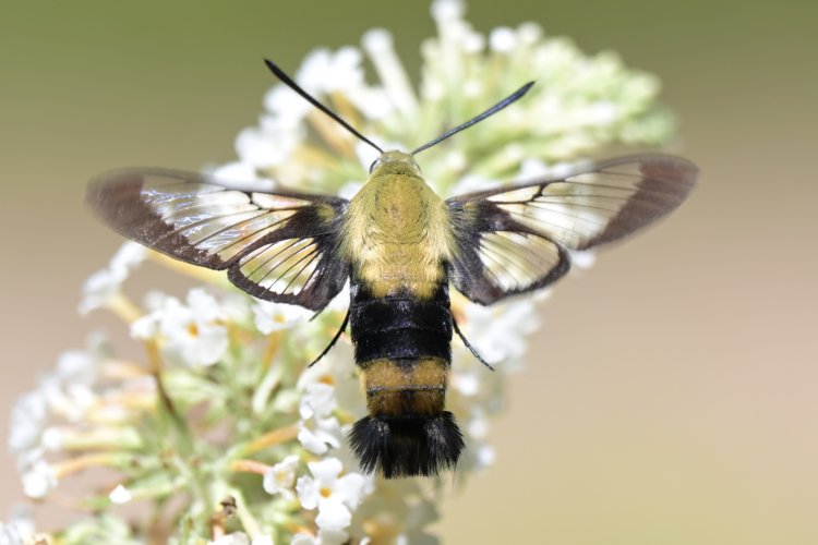 Meet the Clearwing Sphinx…😱