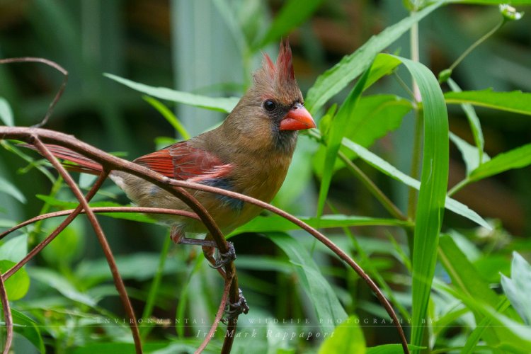 Cardinal