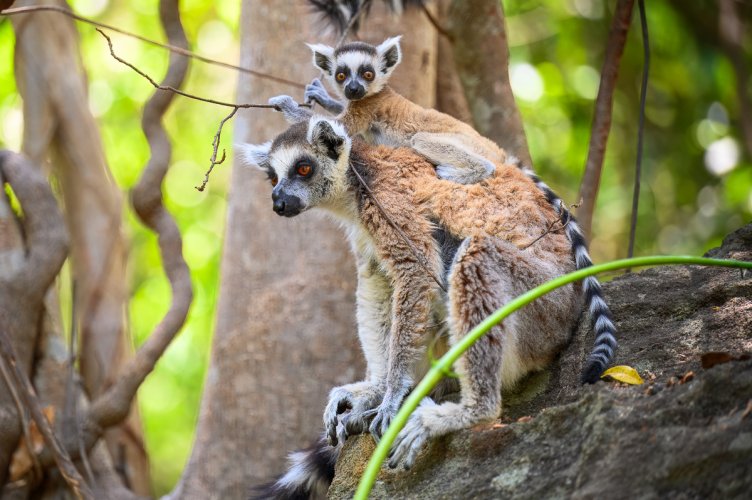 Lemurs from Madagascar