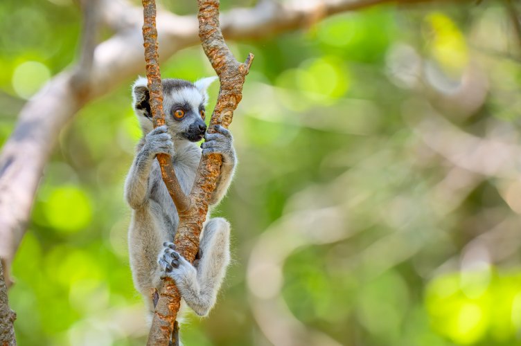 Lemurs from Madagascar