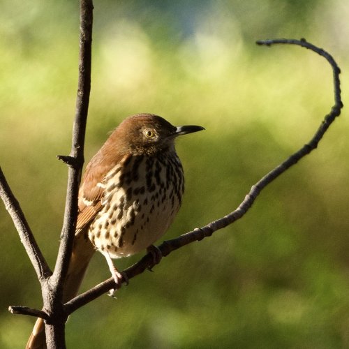 Brown Thrasher