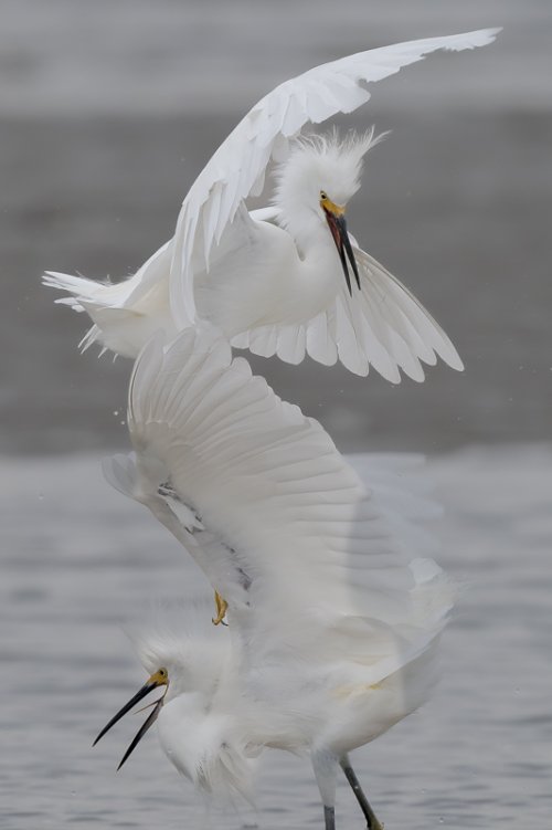 Two Snowy Egrets  Having Words