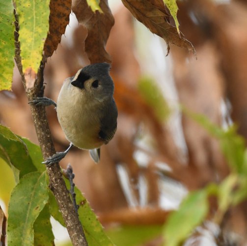 Tufted titmouse