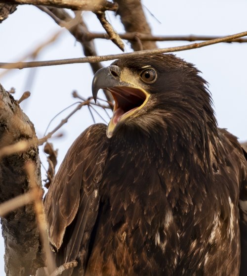 Eagle Close Crops