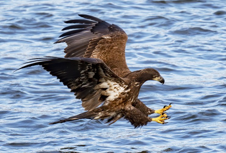 1st Year Juvie Eagle Fishing