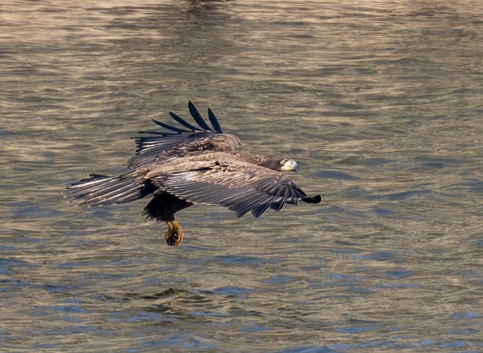 Another Eagle Fishing