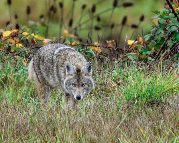 Coyote Hunting Voles