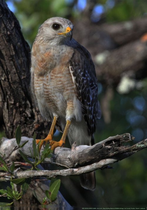 RED-SHOULDERED HAWK • 06.21.09 • Ding Darling National Wildlife Refuge, Lee County, Florida • David L Laliberte