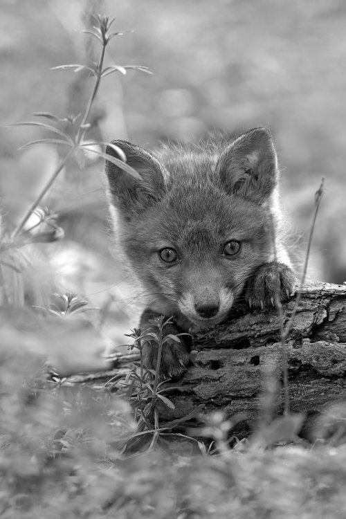 Other mammals from the Rambouillet forest