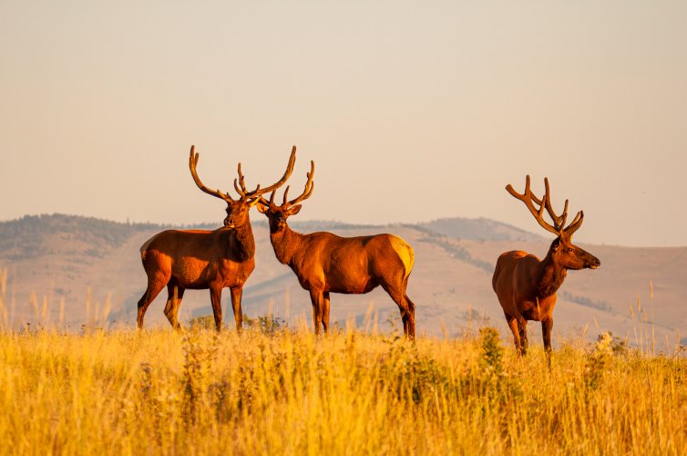 Elk at the National Bison Range