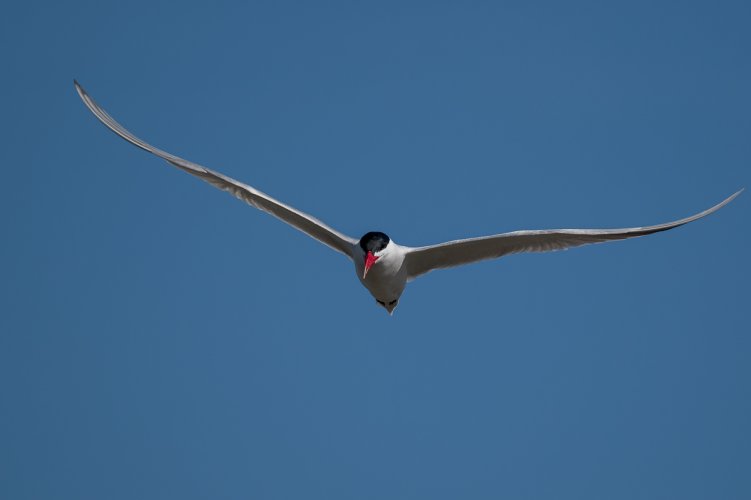 Caspian Tern