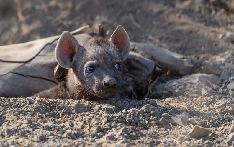 Hyena pup