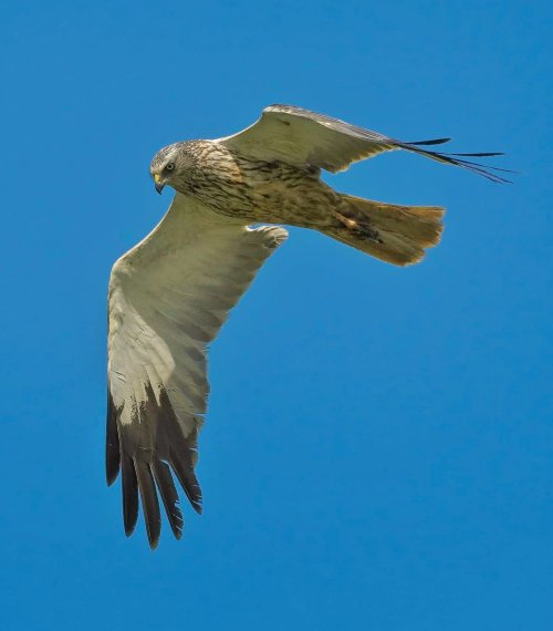 Marsh harrier (Sony a1 600 GM)