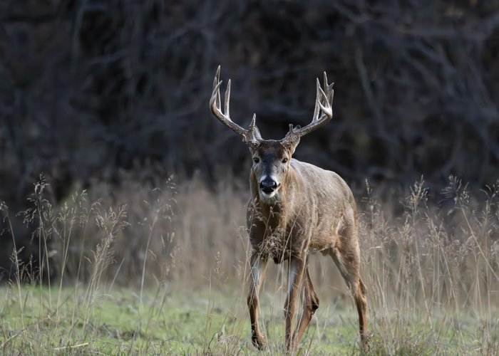 Couple Kansas Buck Deer