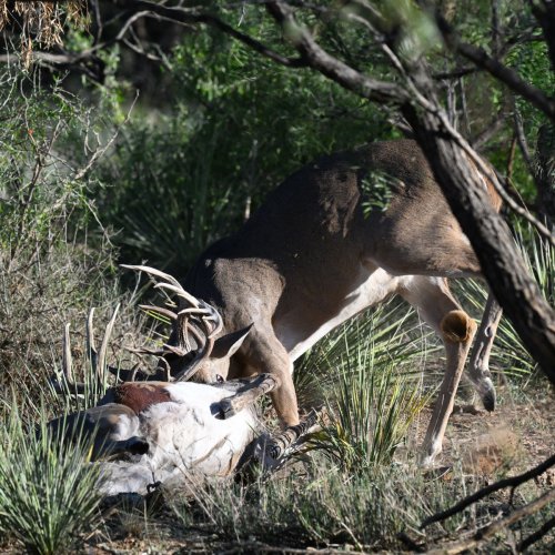 Whitetail drama