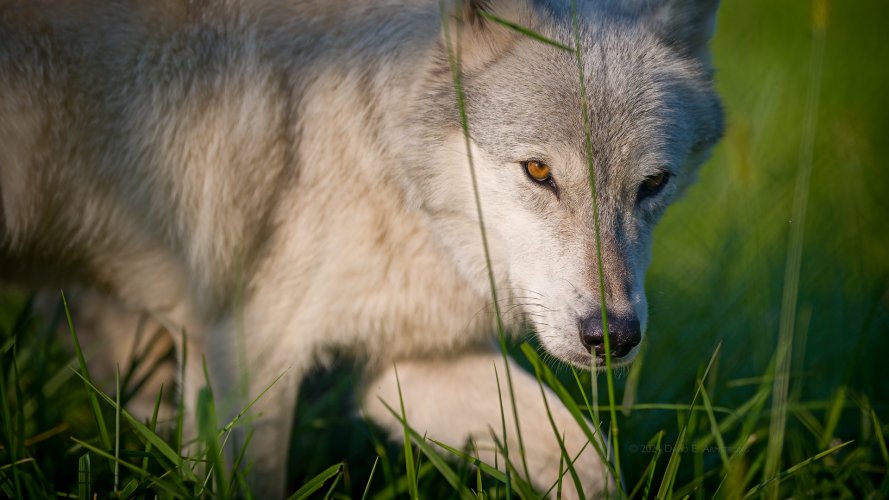 On the Hunt! Plena Wildlife